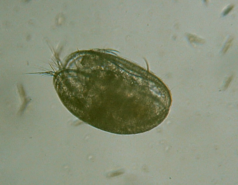 Microscopia al Lago di Bracciano, zona Pantane